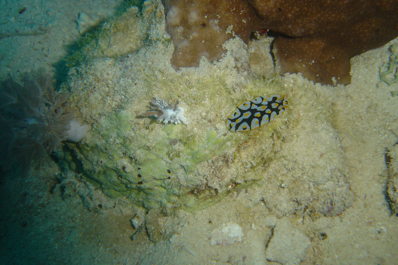 Phyllidia varicosa